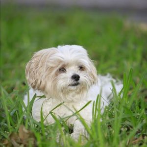 Meet your Posher, Shira